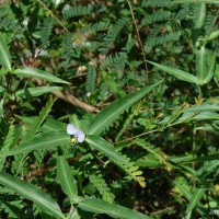 Commelina undulata R.Br.